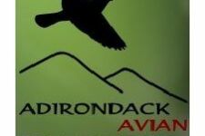 Photo of Adirondack Avian Expeditions & Workshops Photo of Adirondack Avian Expeditions & Workshops