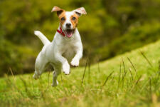 Photo of Veterinary Care Photo of Veterinary Care