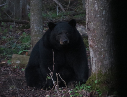 All About Bears in Long Lake, NY Adirondacks
