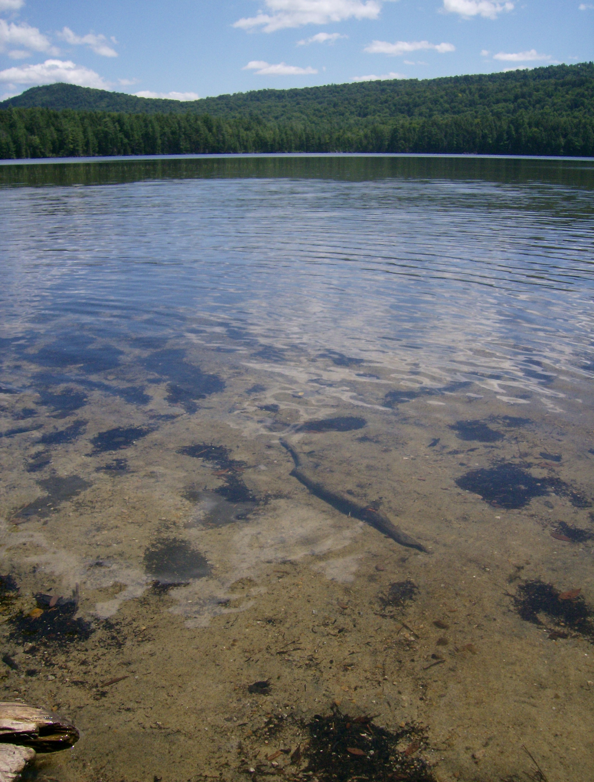 Sargent Ponds, Grass Pond 079