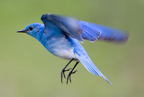 Birding Fest