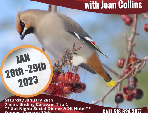 Winter Birding Weekend Long Lake NY  Jan 28-29 2023