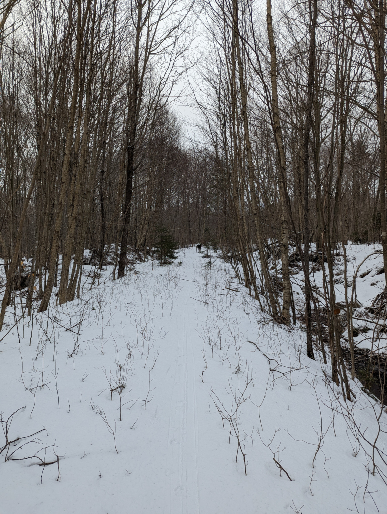 snow covered trail