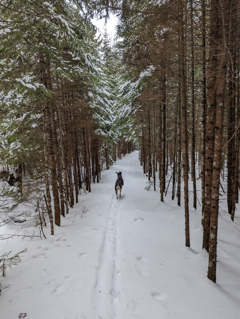 cross country ski trail and dog