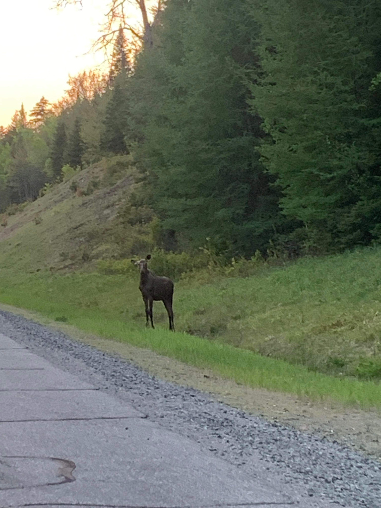 Moose on the side of the road