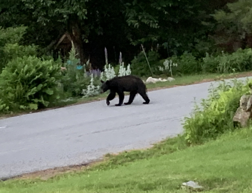 “Living With Black Bears in the Adirondacks” by Dr. Jack Carney