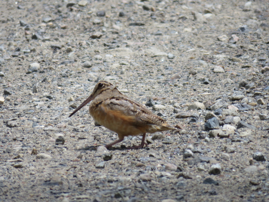 bird on the road