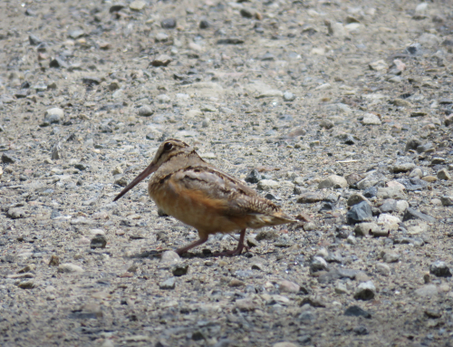 Birding Tour Highlights of the Long Lake Region 2026